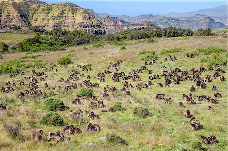Ethiopia, Amhara Region, Simien Mountains, Debark. A large herd of Geladas feed in a meadow close to the edge of an escarpment in the Simien Mountains. Stock Photo - Rights-Managed, Code: 862-08718786