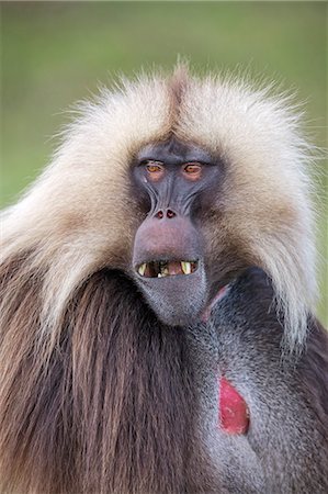 Ethiopia, Amhara Region, Simien Mountains, Debark. A portrait of a male Gelada. This distinctive species of Old World monkey is only found in the Ethiopian Highlands. Stock Photo - Rights-Managed, Code: 862-08718782