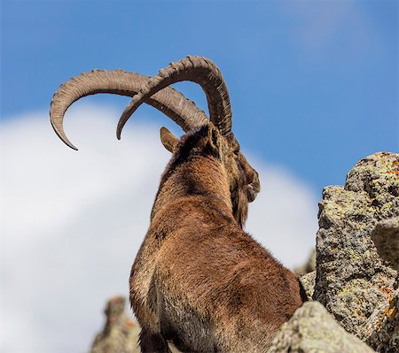 ram (animal) - Ethiopia, Amhara Region, Simien Mountains, Chennek.  A Walia ibex. These endemic wild mountain goats of the Simien Mountains and are classified by IUCN as  Endangered'. Stock Photo - Rights-Managed, Code: 862-08718792