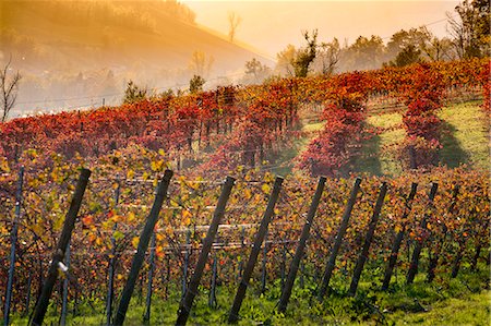 emilia - Castelvetro, Modena, Emilia Romagna, Italy. Sunset over the Lambrusco Grasparossa vineyards and rolling hills in autumn Foto de stock - Con derechos protegidos, Código: 862-08719050