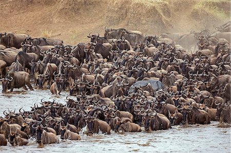 Kenya, Masai Mara, Narok County. White-bearded Gnus, or wildebeest, mass on the banks of the Mara River in readiness to cross during their annual migration. Stock Photo - Rights-Managed, Code: 862-08719144