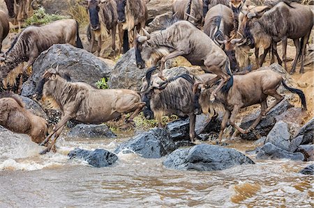 simsearch:841-03673537,k - Kenya, Masai Mara, Narok County. White-bearded Gnus, or wildebeest, leap into the Mara River during their annual migration. Photographie de stock - Rights-Managed, Code: 862-08719146