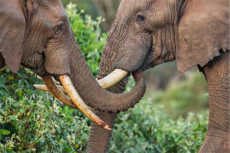 simsearch:862-07690372,k - Kenya, Nyeri County, Aberdare National Park. Two bull elephants in a friendly encounter. Stock Photo - Rights-Managed, Code: 862-08719168