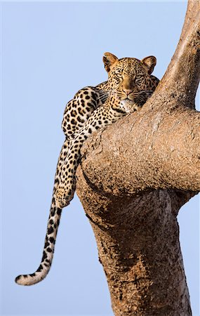 panthers - Kenya, Taita-Taveta County, Tsavo East National Park. A Leopard lying on the branch of a tree. Stock Photo - Rights-Managed, Code: 862-08719204