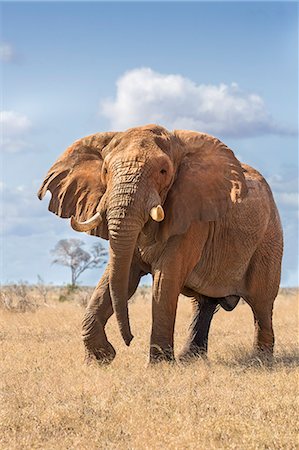 simsearch:862-07690372,k - Kenya, Taita-Taveta County, Tsavo East National Park. A fine bull African elephant on the move. Stock Photo - Rights-Managed, Code: 862-08719206