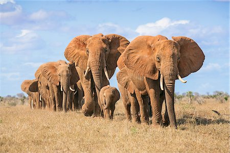 simsearch:862-07690372,k - Kenya, Taita-Taveta County, Tsavo East National Park. A herd of African elephants moves in single file. Stock Photo - Rights-Managed, Code: 862-08719209