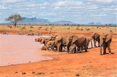 simsearch:862-07690372,k - Kenya, Taita-Taveta County, Tsavo East National Park. A herd of African elephants and common Zebras drink at a waterhole in dry savannah country. Stock Photo - Rights-Managed, Code: 862-08719219