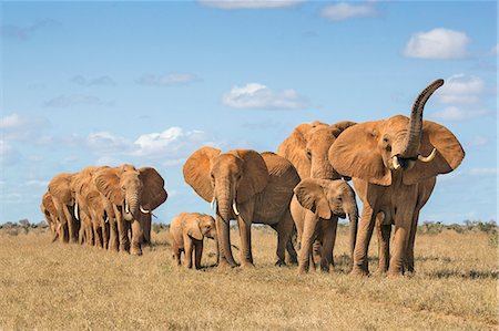simsearch:862-07690372,k - Kenya, Taita-Taveta County, Tsavo East National Park. A female African elephant pauses to sniff the air as her family's herd moves in single file. Stock Photo - Rights-Managed, Code: 862-08719210
