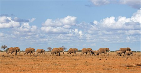 simsearch:862-07690372,k - Kenya, Taita-Taveta County, Tsavo East National Park. A herd of African elephants moves in single file towards a waterhole in dry savannah country. Stock Photo - Rights-Managed, Code: 862-08719229