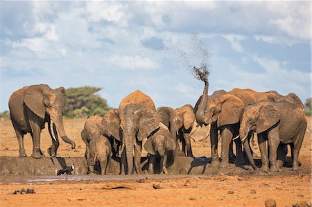 simsearch:862-07690372,k - Kenya, Taita-Taveta County, Tsavo East National Park. A herd of African elephants fling mud over themselves at a muddy waterhole in dry savannah country. Stock Photo - Rights-Managed, Code: 862-08719230