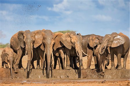 simsearch:862-07690372,k - Kenya, Taita-Taveta County, Tsavo East National Park. A herd of African elephants fling mud over themselves at a muddy waterhole in dry savannah country. Stock Photo - Rights-Managed, Code: 862-08719231
