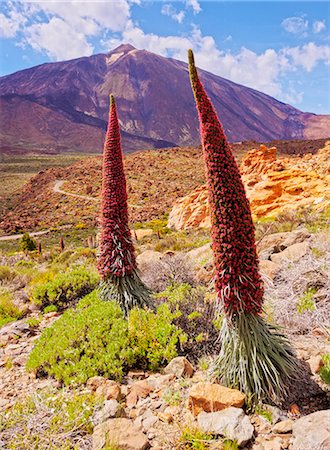 Spain, Canary Islands, Tenerife, Teide National Park, View of the Endemic Plant Tajinaste Rojo, Echium Wildpretii, and Teide Peak. Stock Photo - Rights-Managed, Code: 862-08719559