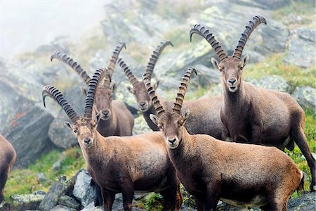Europe, Switzerland, Bernese Oberland, Interlaken, Unesco area, Alpine ibex (Capra ibex) or Steinbock Stock Photo - Rights-Managed, Code: 862-08719612