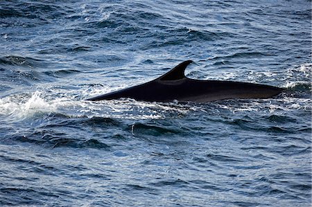 finback whale - Antarctica,Antarctic Peninsula. A Sei Whale (Balaenoptera borealis) surfaces for air in the Antarctic Sound. Stock Photo - Rights-Managed, Code: 862-03288484