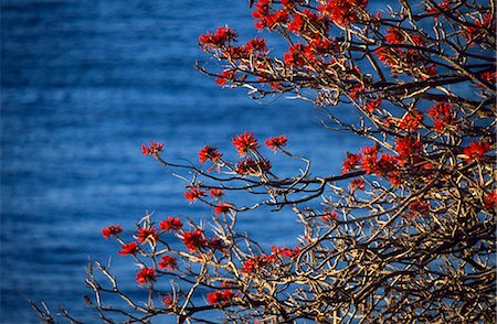 flower tree sunrise - Warm evening light highlights the red blooms of an exotic tree at Watsons Bay Stock Photo - Rights-Managed, Code: 862-03288629