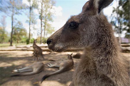 Grey Kangaroo (Macropus giganteus) Stock Photo - Rights-Managed, Code: 862-03288649