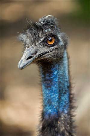 An emu (Dromaius novaehollandiae) - which shares the Australian coat of arms with the kangaroo. Stock Photo - Rights-Managed, Code: 862-03288652