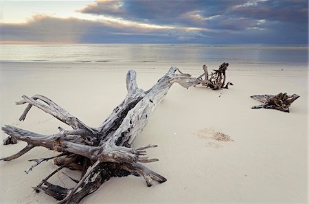 drift wood - Driftwood on Fraser Island's western coast. Stock Photo - Rights-Managed, Code: 862-03288734