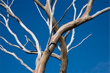 eucalypt tree - The patterned bark of gum trees on the Overland Track Stock Photo - Rights-Managed, Code: 862-03289005