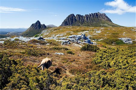 Australia,Tasmania. Peaks of Cradle Mountain (1545m) and a Wallaby running through the bush on the Overland Track in 'Cradle Mountain-Lake St Clair National Park' - part of Tasmanian Wilderness World Heritage Site. Stock Photo - Rights-Managed, Code: 862-03289069