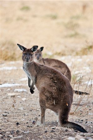 Australia,South Austrailia. A sub-species of Western Grey Kangaroo known as the Kangaroo Island Kangaroo. It is the only species of kangaroo on this island which lies off Adelaide in South Australia. Stock Photo - Rights-Managed, Code: 862-03289146