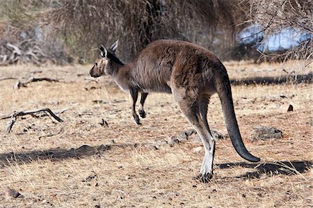 Australia,South Austrailia. A sub-species of Western Grey Kangaroo known as the Kangaroo Island Kangaroo. It is the only species of kangaroo on this island which lies off Adelaide in South Australia. Stock Photo - Rights-Managed, Code: 862-03289153
