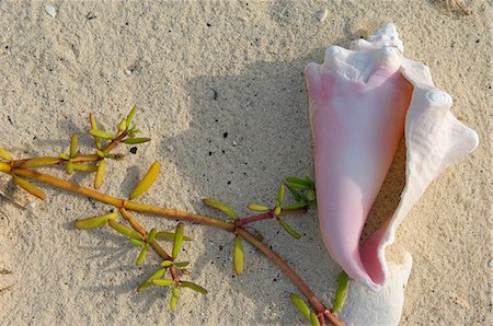 A conch shell on the beach of Little Whale Cay Stock Photo - Rights-Managed, Code: 862-03289317