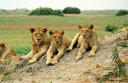 Adolescent lions from the Tsaro Pride lie on a mud bank. The beginnings of a mane can be seen on the male on the left. Foto de stock - Con derechos protegidos, Código: 862-03289536