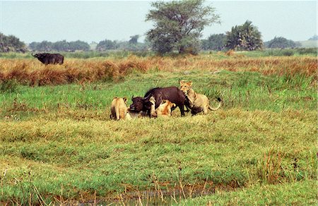 Botswana,Okavango Delta,Moremi Game Reserve. Lions of the Tsaro Pride bringing down a Buffalo Stock Photo - Rights-Managed, Code: 862-03289538