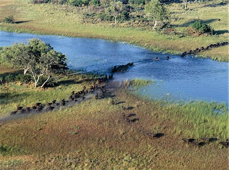 ford - A large herd of buffalos cross a tributary of the Okavango River in the Okavango Delta of northwest Botswana. Stock Photo - Rights-Managed, Code: 862-03289564