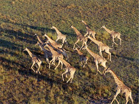 A herd of Savannah Giraffes with long early morning shadows seen from the air in the Okavango Delta of northwest Botswana. Stock Photo - Rights-Managed, Code: 862-03289566