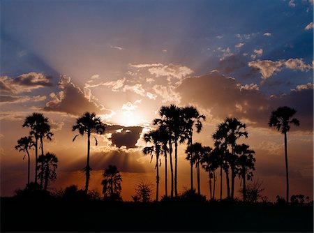 Sunset on the edge of the Ntwetwe saltpan where moklowane or African fan palms grow in profusion. Ntwetwe is the western of two huge saltpans,which comprise the immense Makgadikgadi region of the Northern Kalahari one of the largest expanses of saltpans in the world. Stock Photo - Rights-Managed, Code: 862-03289585