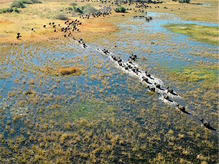 flood - A herd of Cape buffalo cross a river in the Okavango Delta. Stock Photo - Rights-Managed, Code: 862-03289598