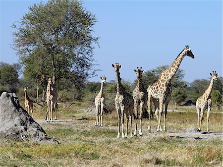 A herd of giraffes near the Kwai River on the northeast corner of the Moremi Game Reserve. Stock Photo - Rights-Managed, Code: 862-03289605
