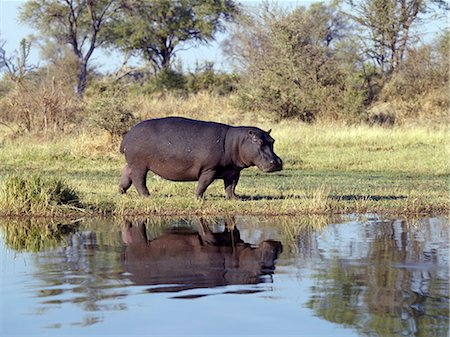 A hippo on the bank of the Kwai River in the northeast corner of the Moremi Game Reserve. Stock Photo - Rights-Managed, Code: 862-03289606