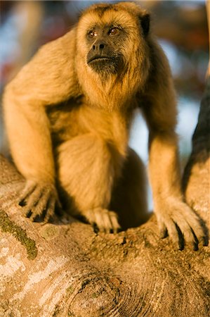 endangered animals monkeys - Black Howler Monkey on a tree on the working ranch and wilderness lodge of Pousada Xaraes in the UNESCO Pantanal wetlands of Brazil Stock Photo - Rights-Managed, Code: 862-03289707