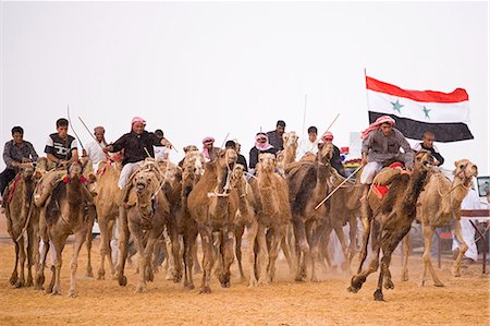 A camel race gets underway at Palmyra's 5km long racetrack. The races are held every year as part of the Palmyra Festival,Syria Stock Photo - Rights-Managed, Code: 862-03354849