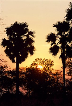 simsearch:862-03355195,k - Sunset over the borassus palms Stock Photo - Rights-Managed, Code: 862-03355105