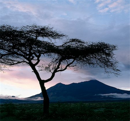 Dawn breaks over Mount Meru (14,980 feet). As its shape indicates,Mount Meru is a volcano,which was formed some 20 million years ago during earth movements that created Africa's Great Rift Valley. It lasted erupted only 100 years ago. The acacia tree the attractive flat-topped thorn tree of the African plains is an Acacia tortilis. Stock Photo - Rights-Managed, Code: 862-03355109