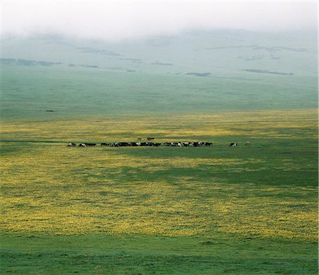 simsearch:862-03355162,k - Maasai graze their cattle in lush pasture at the foothills of the Ngorongoro Highlands. . Foto de stock - Con derechos protegidos, Código: 862-03355113