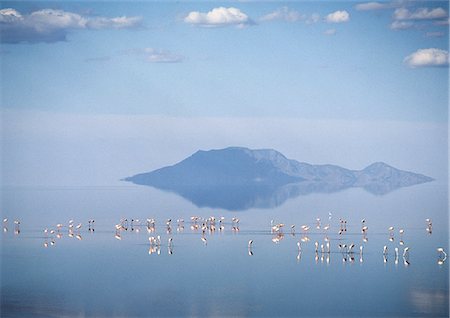 In the late afternoon,lesser flamingos feed on Lake Natron with Shompole volcano (situated on the border of Kenya and Tanzania) in the distance at the northern end of the lake. Lake Natron is one of the most alkaline of the Rift system yet lesser flamingos breed there each year. Stock Photo - Rights-Managed, Code: 862-03355126