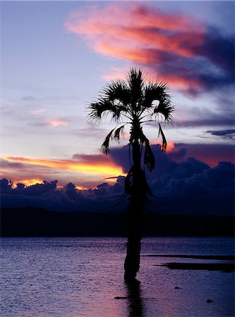 simsearch:862-03355195,k - Sunset with a doum palm (Hyphaene coriacea) silhouetted in water at the northern end of the ephemeral alkaline lake,Eyasi,which lies in a false arm of the Great Rift Valley southeast of the Ngorongoro Highlands. Stock Photo - Rights-Managed, Code: 862-03355167