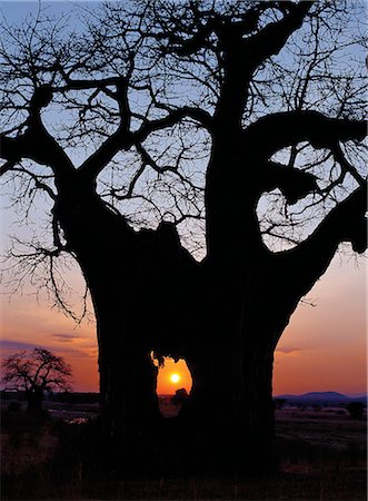 simsearch:862-03355195,k - Sunrise through the hole made in a baobab tree by an elephant in the Ruaha National Park of Southern Tanzania.In dry weather,elephants eat the bark and fibrous pith of these trees,which have a high mineral and moisture content. Stock Photo - Rights-Managed, Code: 862-03355194