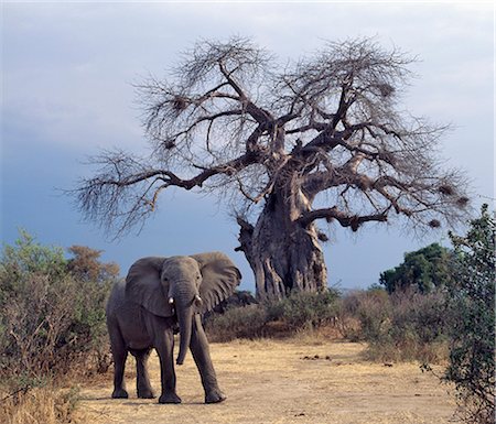 simsearch:862-03355195,k - An elephant looks menacing in front of a baobab tree in the Ruaha National Park of Southern Tanzania.In dry weather,elephants eat the bark and fibrous pith of these trees,which have a high mineral and moisture content. Stock Photo - Rights-Managed, Code: 862-03355197