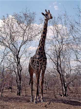 An old Masai giraffe with very dark markings in the Ruaha National Park of Southern Tanzania. Stock Photo - Rights-Managed, Code: 862-03355198