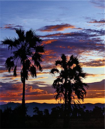 simsearch:862-03355195,k - Sunset with silhouettes of Doum palms.The Manyara escarpment a western wall of Africa's Great Rift Valley is clearly visible in the background.. Stock Photo - Rights-Managed, Code: 862-03355203