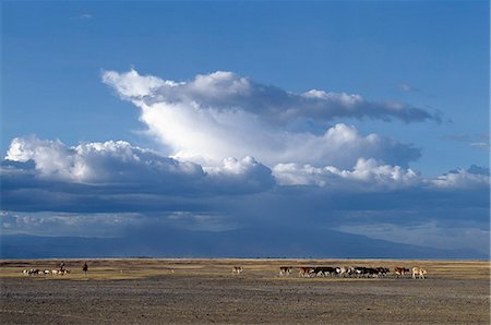 simsearch:862-03355162,k - With storm clouds gathering over the Ngorongoro Highlands,A Datoga woman and her son drive their family's livestock home in the late afternoon across the grassy plains west of the Lake Manyara National Park. Foto de stock - Con derechos protegidos, Código: 862-03355210