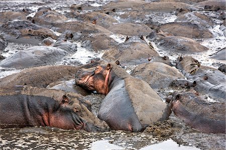 Tanzania,Katavi National Park. Hippos wallow in mud as the Katuma River dries at the end of the long dry season in the Katavi National Park. Stock Photo - Rights-Managed, Code: 862-03355289