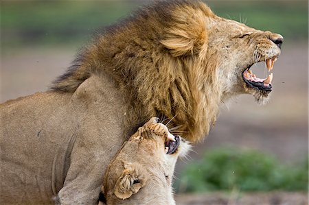 Tanzanie, Parc National de Katavi. Lions rugissent après l'accouplement. Photographie de stock - Rights-Managed, Code: 862-03355281