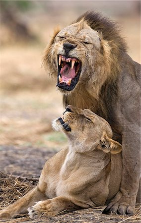 Tanzanie, Parc National de Katavi. Lions d'accouplement. Photographie de stock - Rights-Managed, Code: 862-03355283